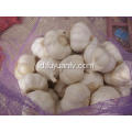 Bawang Putih Putih Murni dari jinxiang